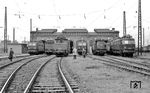 Im Bw Halle P haben sich E 18 19, E 95 02, E 42 066, E 94 040, E 44 124 und E 42 074 versammelt. (05.1968) <i>Foto: Manfred Elster</i>