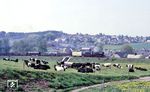 50 3697 rollt mit Ng 65323 bei Rödlitz-Hohndorf an den glücklichen Kühen der LPG vorbei. (16.05.1985) <i>Foto: Wolfgang Bügel</i>