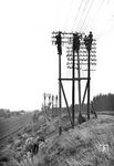 Das Setzen neuer Doppeltelegrafenmasten und Spannen der Drähte erfolgte wie hier bei Wittenberge in aufwendiger Handarbeit und war sehr personalintensiv. Freileitungen sind an deutschen Eisenbahnstrecken fast vollständig verschwunden. Mit der Einführung von GSM-R wurden sie endgültig überflüssig.  (1938) <i>Foto: Walter Hollnagel</i>