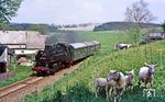 Zurück auf die Strecke Walthersdorf - Crottendorf erschreckte dort 99 1501 vor dem P 19643 einige Ovis gmelini aries, auch bekannt als Hausschaf. (20.05.1986) <i>Foto: Wolfgang Bügel</i>