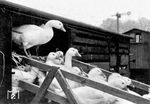 Die Weihnachtsgänse für das Festtagsessen sind eingetroffen. Traditionell wird in Deutschland die Gans zu Weihnachten serviert. Der Ursprung des Gänsebratens geht auf die Martinsgans zurück, die oft am Gedenktag des hl. Martin, noch vor Beginn des Advents gegessen wurde. Der Advent hatte früher den Charakter einer Fastenzeit. Mit der Christmette endete diese, und so wurde eine Gans als Festtagsbraten zubereitet.  (12.1930) <i>Foto: RVM</i>
