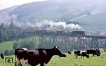 Auch am 23. September 1986 war der Bedarfszug Ng 61971 von Aue nach Annaberg wieder unterwegs. Diesmal war 50 3646 vom Bw Karl-Marx-Stadt am Zug und passiert die glücklichen Kühe am Markersbacher Viadukt. (23.09.1986) <i>Foto: Wolfgang Bügel</i>