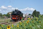 Durch die Sonnenblumenfelder von Beekbergen/NL ist diese ehemalige deutsche Lok unterwegs. 64 415 (Jung, Baujahr 1937) kam nach ihrer Ausmusterung am 20.12.1974 beim Bw Weiden zunächst zum EK und wurde u.a. im Bw Wuppertal-Langerfeld (vgl. Bild-Nr. 11319) abgestellt. Seit Oktober 1976 ist sie im Eigentum des VSM. (01.09.2018) <i>Foto: Marcus Henschel</i>