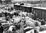 Viehverladung an der Laderampe in Donauwörth. (08.09.1936) <i>Foto: RVM</i>