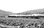 Die zum Bw Halle (Saale) P gehörende 03 1010 war seit 1959 mit einem Reko-Kessel ausgerüstet. Neben den Einsätzen bei der VES-M Halle (Saale) tauchte sie auch immer wieder vor Planzügen auf. Der E 230 nach Saalfeld (Saale) war ein Planzug, der damals regelmäßig mit Loks der VES-M bespannt wurde, hier aufgenommen bei Döbritschen hinter Camburg (Saale).  (25.08.1966) <i>Foto: Klaus D. Holzborn</i>