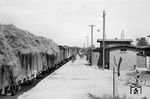 Nächster Halt des GmP mit 52 6144 aus Neubrandenburg ist der Bahnhof Staven. Signifikant sind die überdimensional beladenen Heuwagen, die bei trockenem Wetter im Hochsommer ungeschützt hinter einer Dampflok transportiert wurden. Bei den mäßig gefahrenen Geschwindigkeiten auf der Nebenbahn dürfte noch einiges am Zielort angekommen sein, sofern der Funkenflug nicht für ein vorzeitiges Ende der Fahrt sorgte... (18.08.1966) <i>Foto: Gerd Wolff</i>